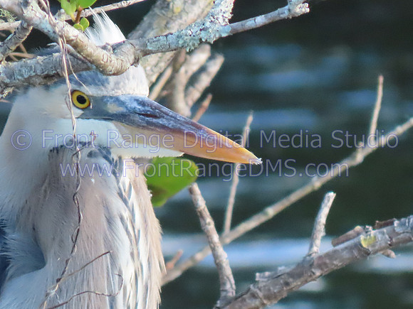 GreatBlueHeronCloseUp