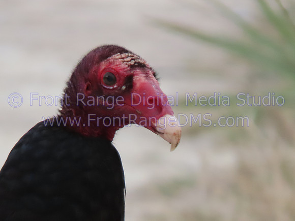 VultureAtMerrittIslandWildlifeRefuge