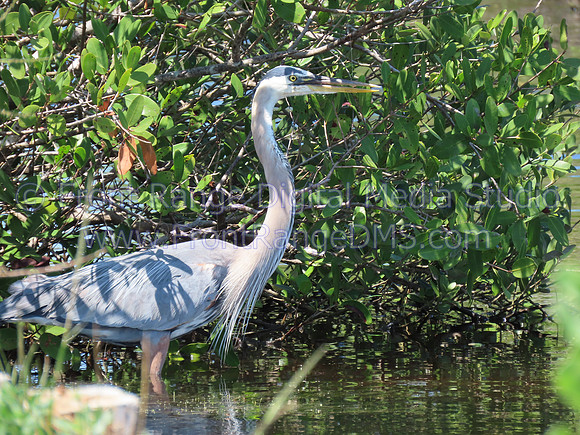 Great Blue Heron in a bush at Merritt Island Wildlife Refuge