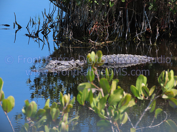 Alligator partially submerged at Lake Apopka Wildlife Drive