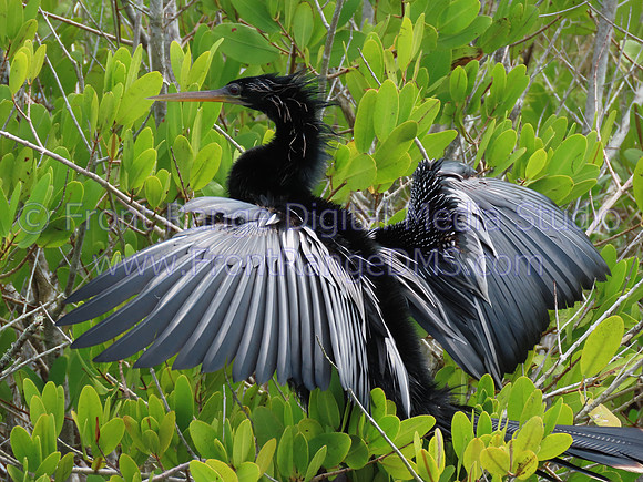 AnhingaDryingWings