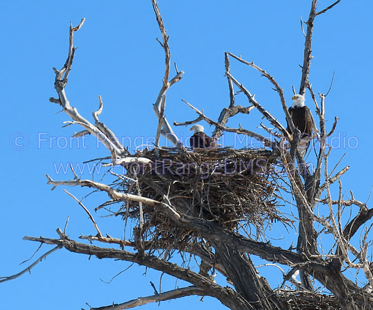 Pair of Bald Eagles tending their nest