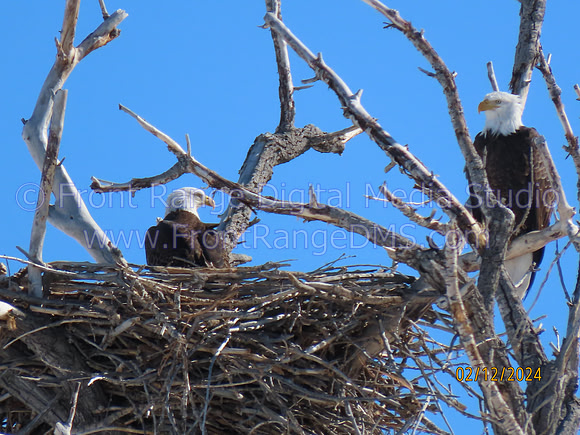 Pair of Bald Eagles tending their nest near Standley Lake, Westminster, Colorado