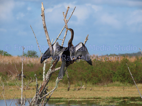 Anhinga Drying its Wings at Merritt Island Wildlife Refuge