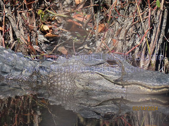 Alligator Close Up at Merritt Island Wildlife Refuge