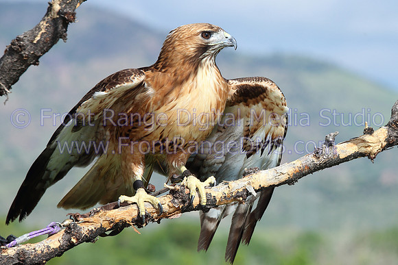 Hawk Close at Bear Lake Park, Denver, Colorado