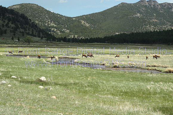 Elk in Morraine Park, Rocky Mountain National Park