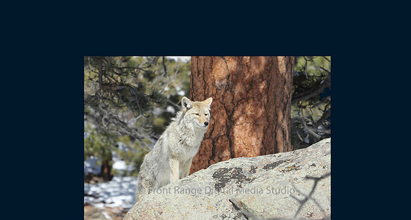 Coyote on Rock in Morraine Park, RMNP