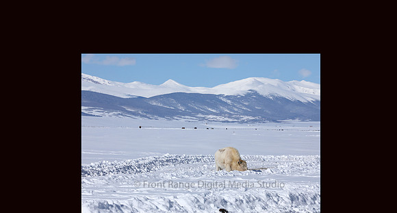 Rare albino bison near Hartsell, CO