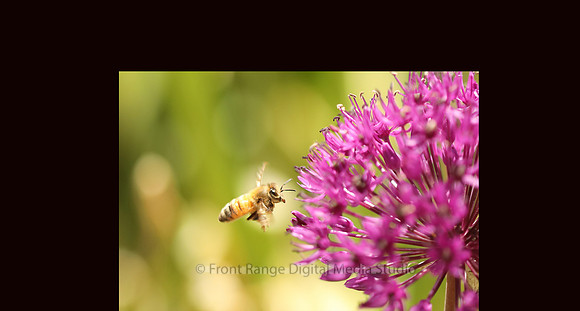 Pollinating at Denver Botanic Gardens