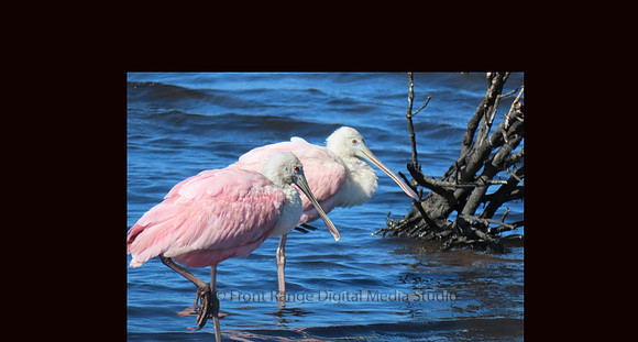 Spoonbill at Merritt Island 2024-02