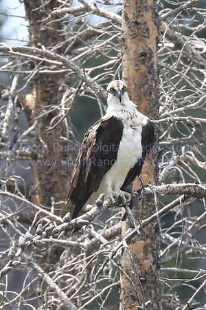 Osprey head on. Great printing up to 11x14