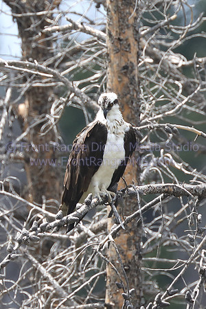 Osprey looking for fish. Great printing up to 11x14