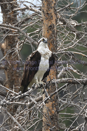 Osprey looking right. Great printing up to 11x14.