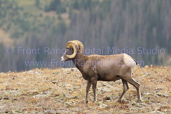 Bighorn sheep on Trail Ridge Road in Rocky Mountain National Park