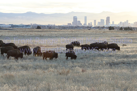 Bison with Denver Skyline