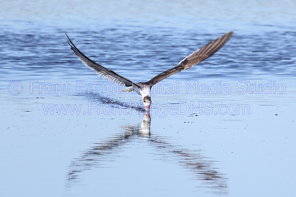Skimmer Skimming Towards MINWR-2025-03Skimmer Skimming Towards MINWR-2025-03