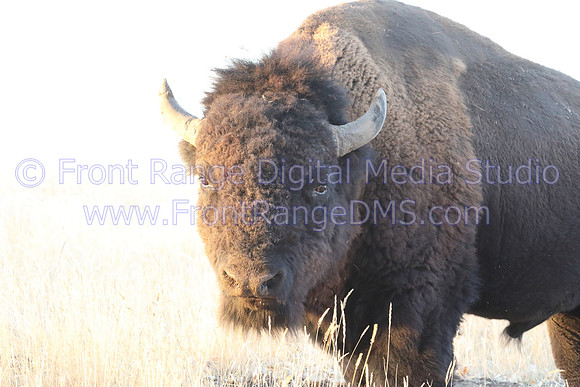 Bison staring at camera