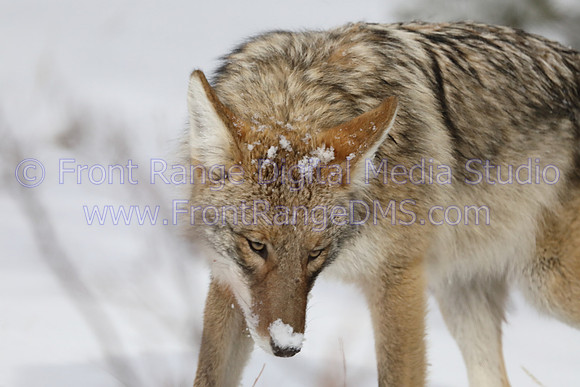 Coyote looking for food in snow in the Rocky Mountain National Park