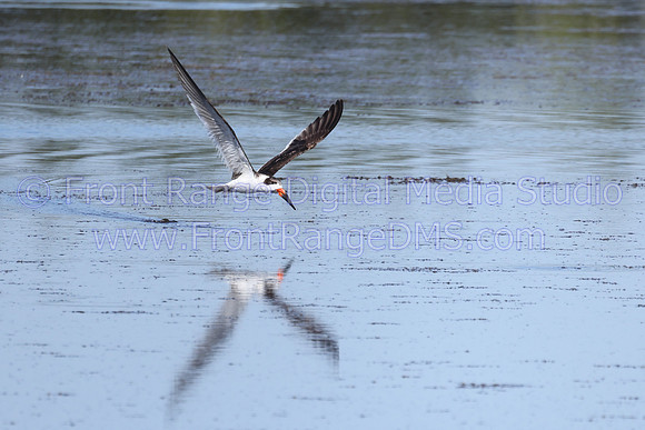Skimmer Flying Reflection MINWR-2025-03